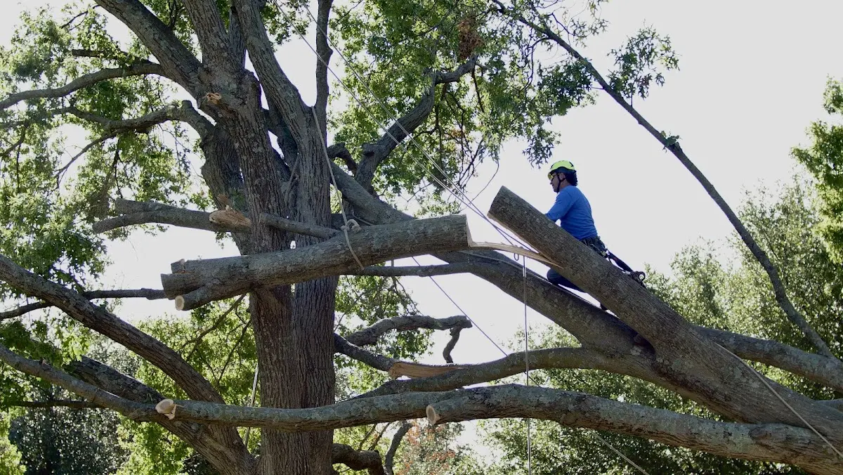 Professional Crown Thinning performed by certified arborists in Penn Yan